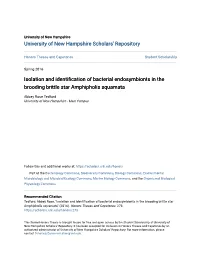 Isolation and Identification of Bacterial Endosymbionts in the Brooding Brittle Star Amphipholis Squamata