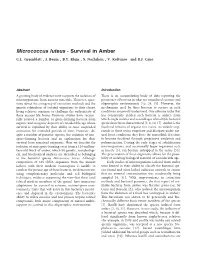 Micrococcus Luteus - Survival in Amber C.L