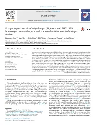 Ectopic Expression of a Catalpa Bungei (Bignoniaceae) PISTILLATA