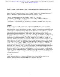 Rapid Screening of Pest Resistance Genes in Maize Using a Sugarcane Mosaic Virus Vector