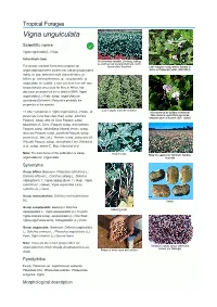 Vigna Unguiculata Scientific Name  Vigna Unguiculata (L.) Walp