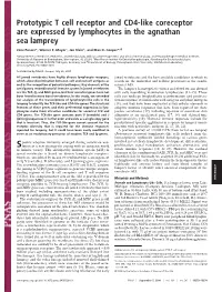 Prototypic T Cell Receptor and CD4-Like Coreceptor Are Expressed by Lymphocytes in the Agnathan Sea Lamprey
