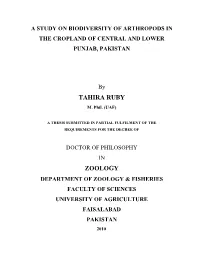 Tahira Ruby Zoology