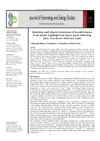 Isolation and Characterization of Baculoviruses from Major