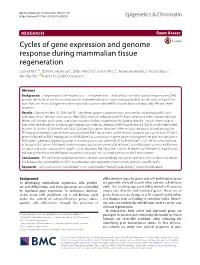 Cycles of Gene Expression and Genome Response During