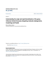 Understanding the Origin and Rapid Diversification of the Genus Anthurium Schott (Araceae), Integrating Molecular Phylogenetics, Morphology and Fossils