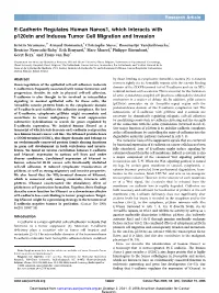 E-Cadherin Regulates Human Nanos1, Which Interacts With