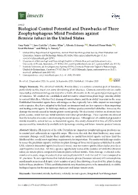 Biological Control Potential and Drawbacks of Three Zoophytophagous Mirid Predators Against Bemisia Tabaci in the United States