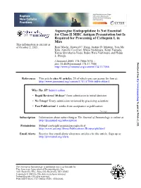 Mice Required for Processing of Cathepsin L in Is for Class II MHC Antigen Presentation but Asparagine Endopeptidase Is Not Esse