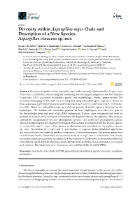 Diversity Within Aspergillus Niger Clade and Description of a New Species: Aspergillus Vinaceus Sp
