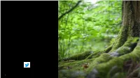 EU Forest Strategy