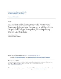 Assessment of Melanocyte-Specific Primary and Memory Autoimmune Responses in Vitiligo- Prone Smyth and Vitiligo-Susceptible, Non-Expressing Brown Line Chickens