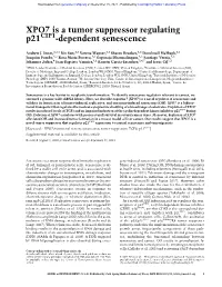 XPO7 Is a Tumor Suppressor Regulating P21cip1-Dependent Senescence
