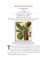 Calabash Tree