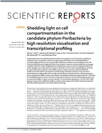 Shedding Light on Cell Compartmentation in the Candidate