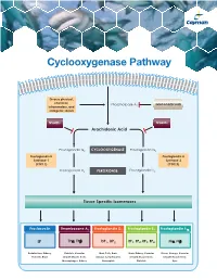 Cyclooxygenase Pathway