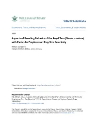 Aspects of Breeding Behavior of the Royal Tern (Sterna Maxima) with Particular Emphasis on Prey Size Selectivity