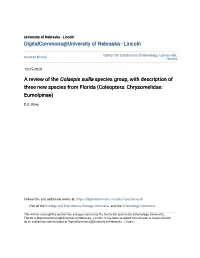 &lt;I&gt;Colaspis Suilla&lt;/I&gt;