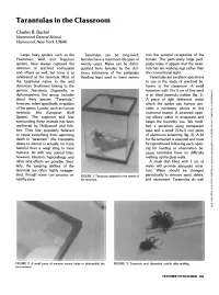 Tarantulas in the Classroom