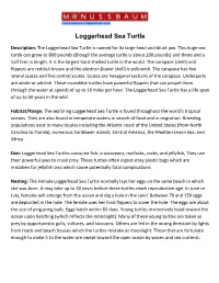 Loggerhead Sea Turtle