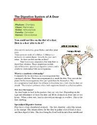 The Digestive System of a Deer Classification