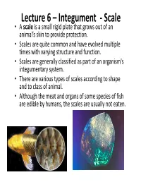 Lecture 6 – Integument ‐ Scale • a Scale Is a Small Rigid Plate That Grows out of an Animal’ S Skin to Provide Protection