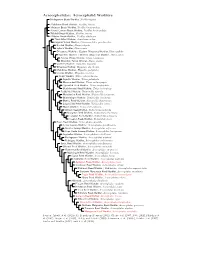 Acrocephalidae Species Tree