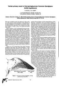 &lt;I&gt;Actitis Hypoleucos&lt;/I&gt;