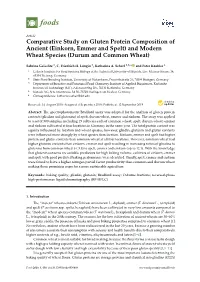 And Modern Wheat Species (Durum and Common Wheat)
