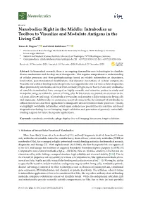 Nanobodies Right in the Middle: Intrabodies As Toolbox to Visualize and Modulate Antigens in the Living Cell