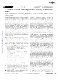 A Covalent Approach for Sitespecific RNA Labeling in Mammalian Cells