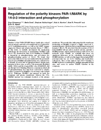 Regulation of the Polarity Kinases PAR-1/MARK by 14-3-3 Interaction and Phosphorylation