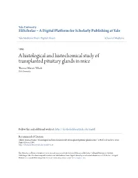 A Histological and Histochemical Study of Transplanted Pituitary Glands in Mice Thomas Warner Tillack Yale University