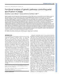 Functional Analyses of Genetic Pathways Controlling Petal Specification in Poppy Sinéad Drea1, Lena C