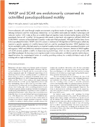 WASP and SCAR Are Evolutionarily Conserved in Actin-Filled Pseudopod-Based Motility