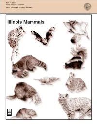 Illinois Mammals What Are Mammals?