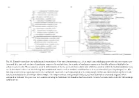 (A) a Clean Single Copy Orthologous Gene with Only One Sequence Per Taxon and (B) a Gene with Evidence of Paralogous Sequences for Multiple Taxa