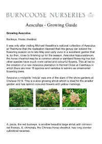 Aesculus - Growing Guide