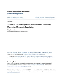 Analysis of CPEB Family Protein Member CPEB4 Function in Mammalian Neurons: a Dissertation