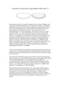 Drosophila: the Genetics of Segmentation (WR Lecture 2)