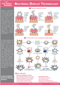 Bacterial Display Technology