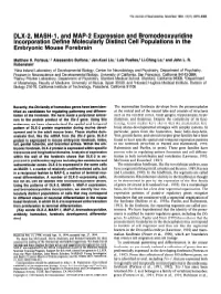 DLX-2, MASH-L, and MAP-2 Expression and Bromodeoxyuridine Lncorpkation Define Molecularl$ Distinct Cell Population& in the E