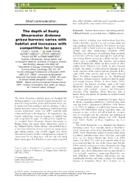 The Depth of Sooty Shearwater Ardenna Grisea Burrows Varies With