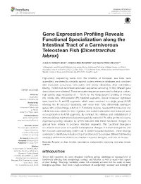 Gene Expression Profiling Reveals Functional Specialization Along The