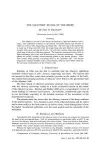 The Olfactory Mucosa of the Sheep