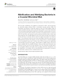 Nitrification and Nitrifying Bacteria in a Coastal Microbial