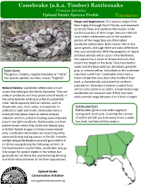 Canebrake (A.K.A. Timber) Rattlesnake