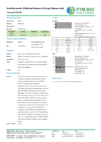 Anti-Symmetric Di-Methyl-Histone H3 (Arg2) Mouse Mab