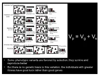 Vp = Vg + Ve SNP, Duplication, Allele Frequencies Deletion, Etc