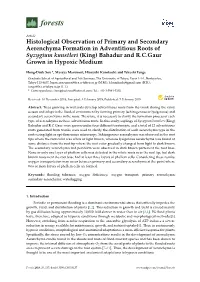 Histological Observation of Primary and Secondary Aerenchyma Formation in Adventitious Roots of Syzygium Kunstleri (King) Bahadur and R.C.Gaur Grown in Hypoxic Medium